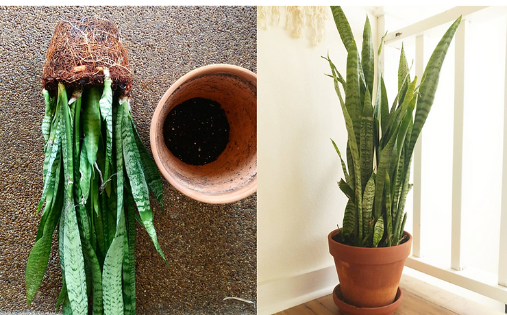 How to Repot Your Snake Plant